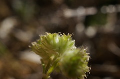 Valerianella coronata