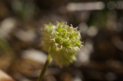 Valerianella coronata