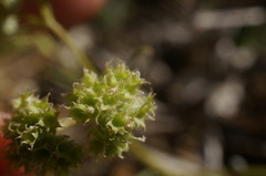 Valerianella coronata