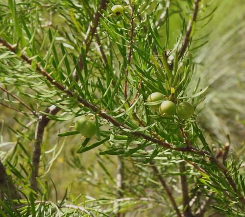 Persoonia virgata observed 2026-09-15
