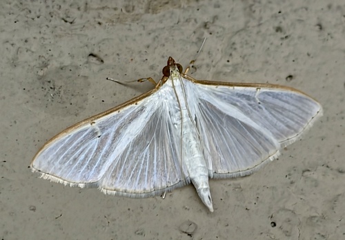 Jasmine Moth
