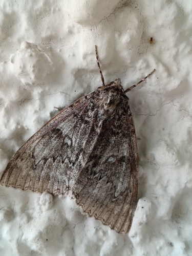 Blue Underwing