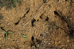 Spermophilus pygmaeus