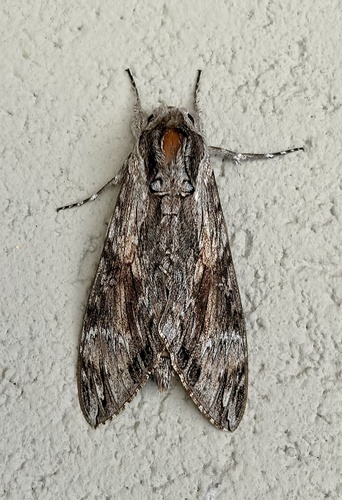 Convolvulus Hawkmoth
