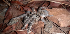 Ceratogyrus darlingi