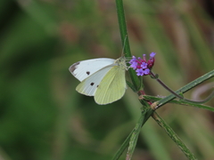 Small White