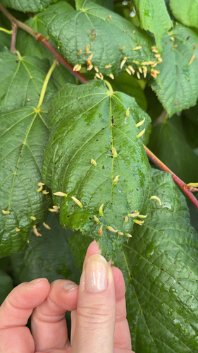 Red Nail Gall Mite