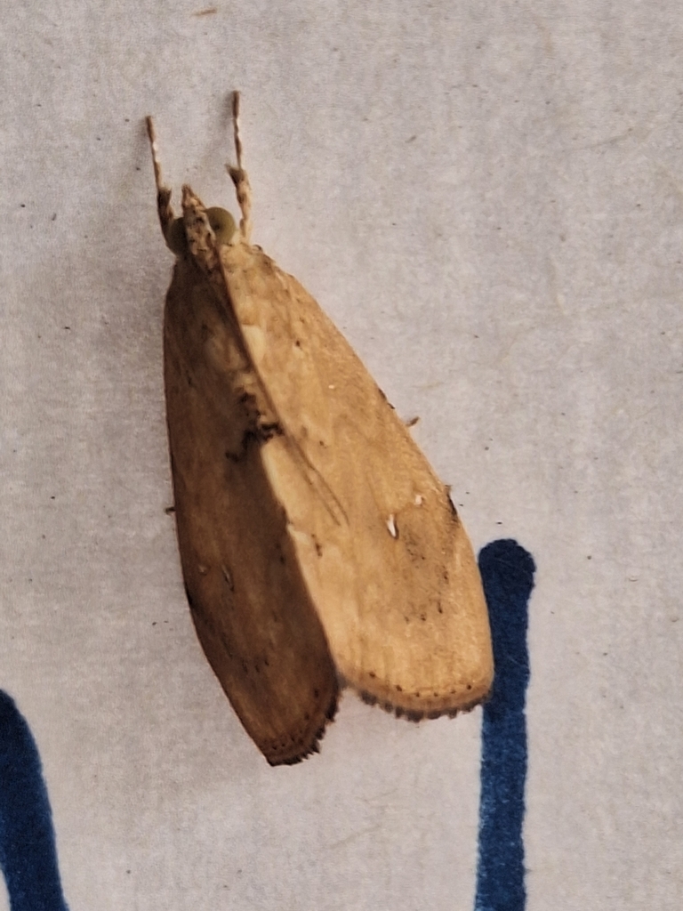 Ulat Krop Kubis (Crocidolomia pavonana)