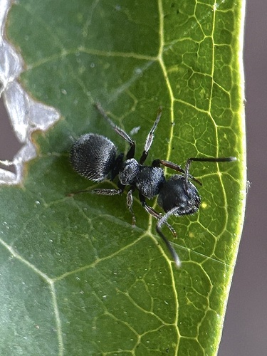 Echinopla australis