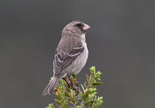 iNaturalist image