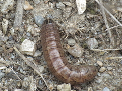 Agrotis trux