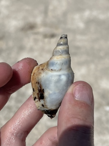 Strombus campbelli, 2026-09-05