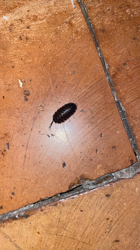 Obsolete Woodlouse