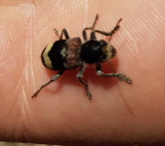 Clerus mutillarius