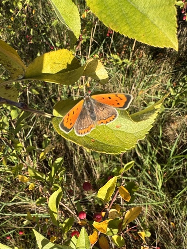 Small Copper