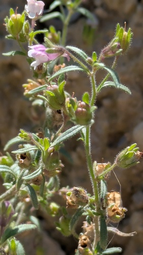 Chaenorhinum minus, photograph 6