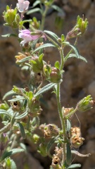 Chaenorhinum minus, photograph (c) guywallbanks, some rights reserved (CC BY)