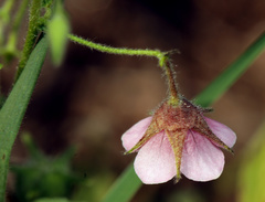 Hermannia boraginiflora