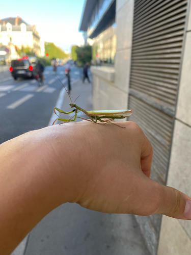 European Mantis