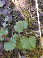 Ribes alpinum
