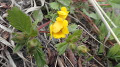 Potentilla stolonifera