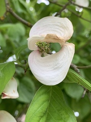 Cornus florida urbiniana