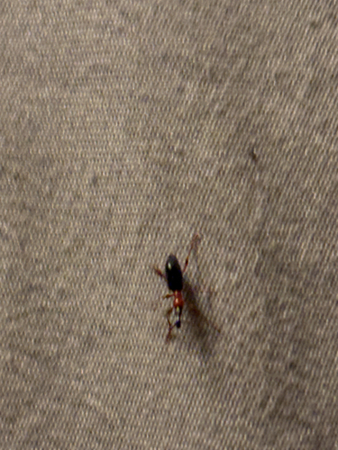 Sweet Potato Weevil