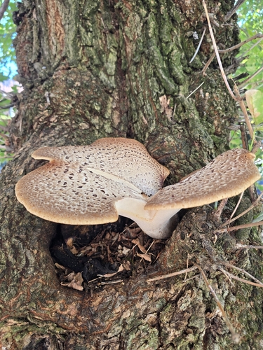 Dryad's Saddle