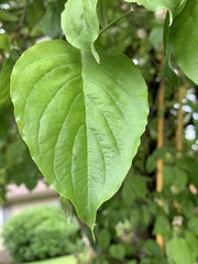 Cornus florida urbiniana