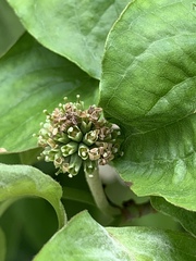 Cornus florida urbiniana