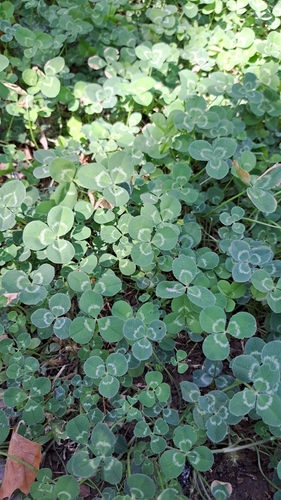 white clover