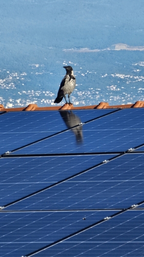 Hooded Crow