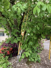 Cornus florida urbiniana