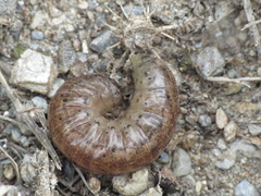 Agrotis trux