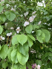 Cornus florida urbiniana
