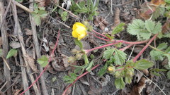 Potentilla stolonifera