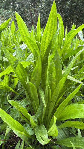 ribwort plantain