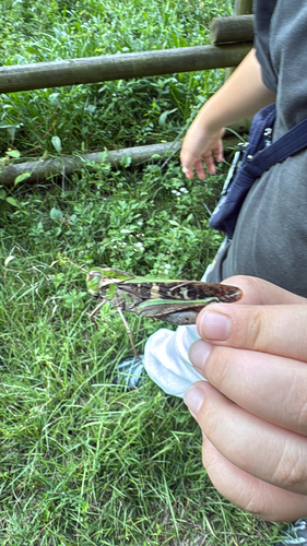 Gastrimargus marmoratus