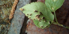 Puccinia aegopodii