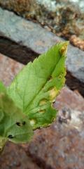 Puccinia aegopodii