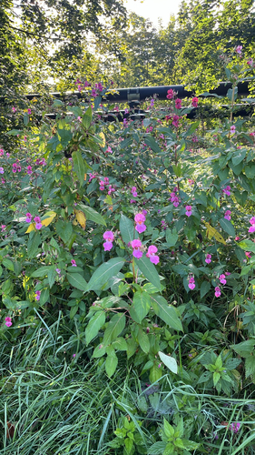 Himalayan balsam