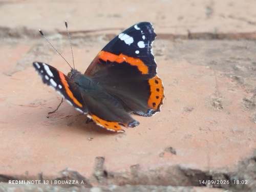 Red Admiral