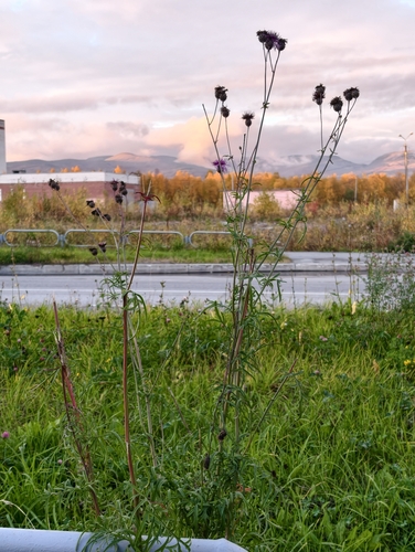 Greater Knapweed