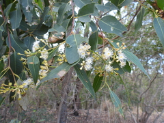 (c) Mark Clarke, some rights reserved (CC BY) Eucalyptus microcorys, photograph (c) Mark Clarke, some rights reserved (CC BY)