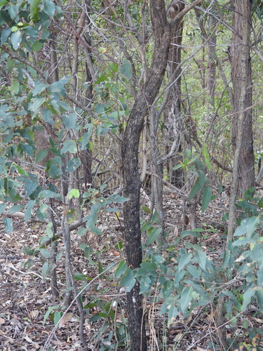 Eucalyptus microcorys, photograph 4