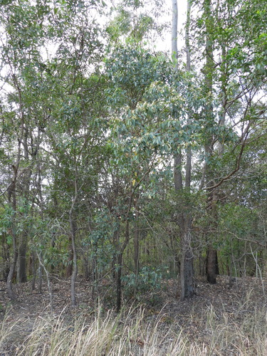 Eucalyptus microcorys, photograph 3