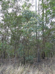 (c) Mark Clarke, some rights reserved (CC BY) Eucalyptus microcorys, photograph (c) Mark Clarke, some rights reserved (CC BY)