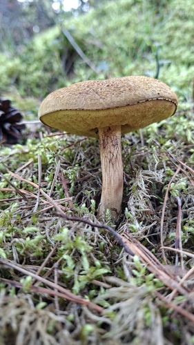 Suede Bolete