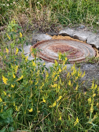 Yellow Sweetclover