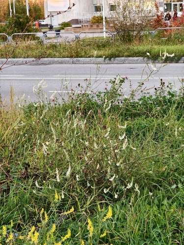 White Sweetclover